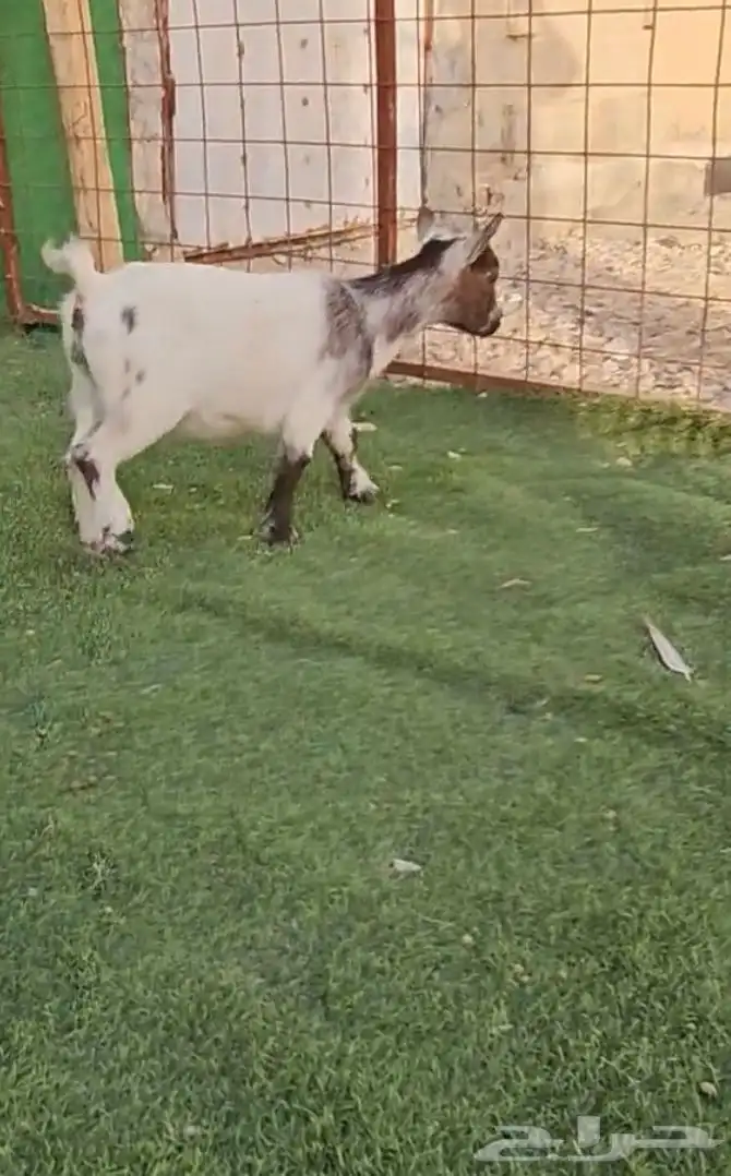 معزاء ماعز قزم بهم ماعز قزم 2