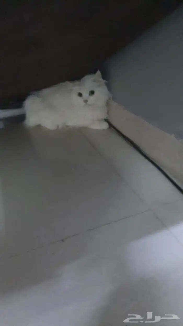 تبني قطط الاحساء شيرازي 1