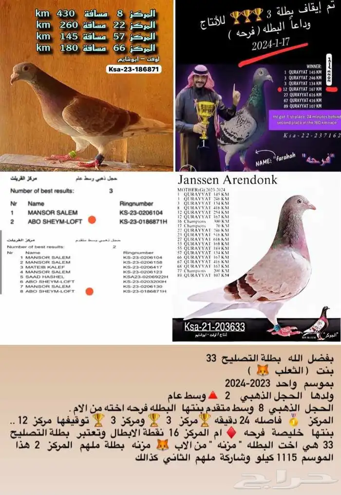 زاجل سباقات مسافات طويله 1115 km 2