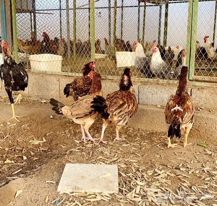 للبيع دجاج بكستاني مستويات فاخره 1