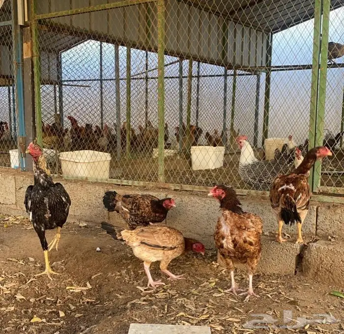 للبيع دجاج بكستاني مستويات فاخره 0