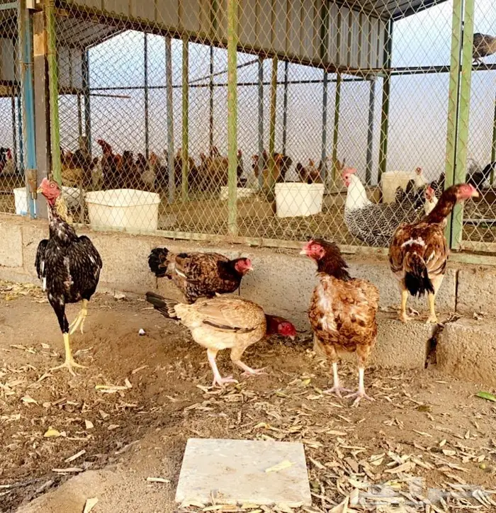 للبيع دجاج بكستاني مستويات فاخره 2