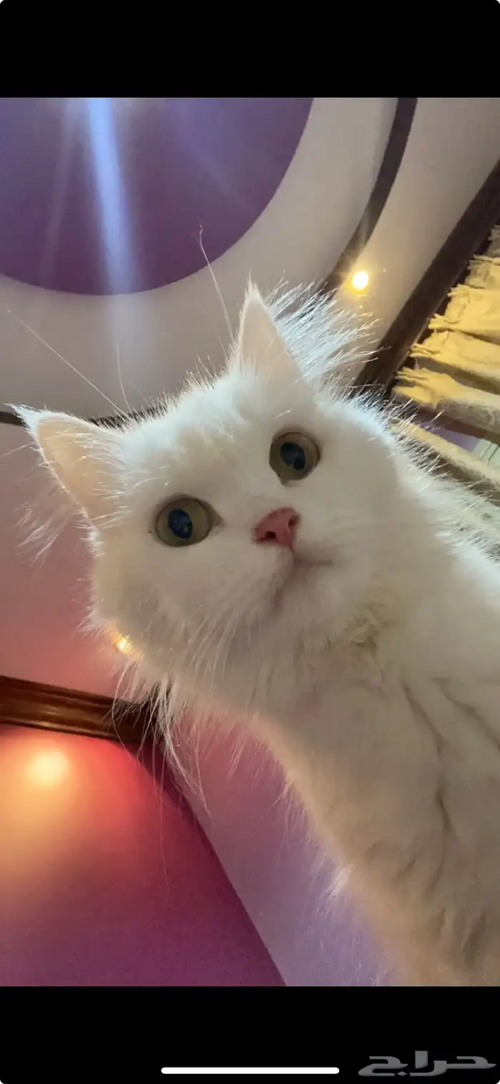 تبني قطط الاحساء شيرازي 2