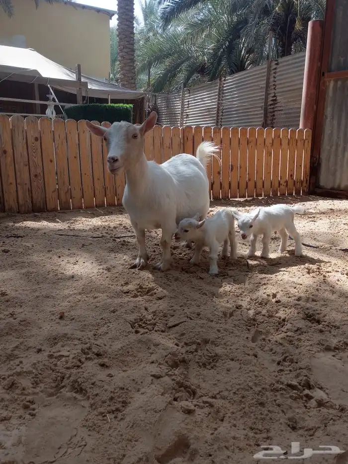 معزاء ماعز قزم بهم ماعز قزم 19