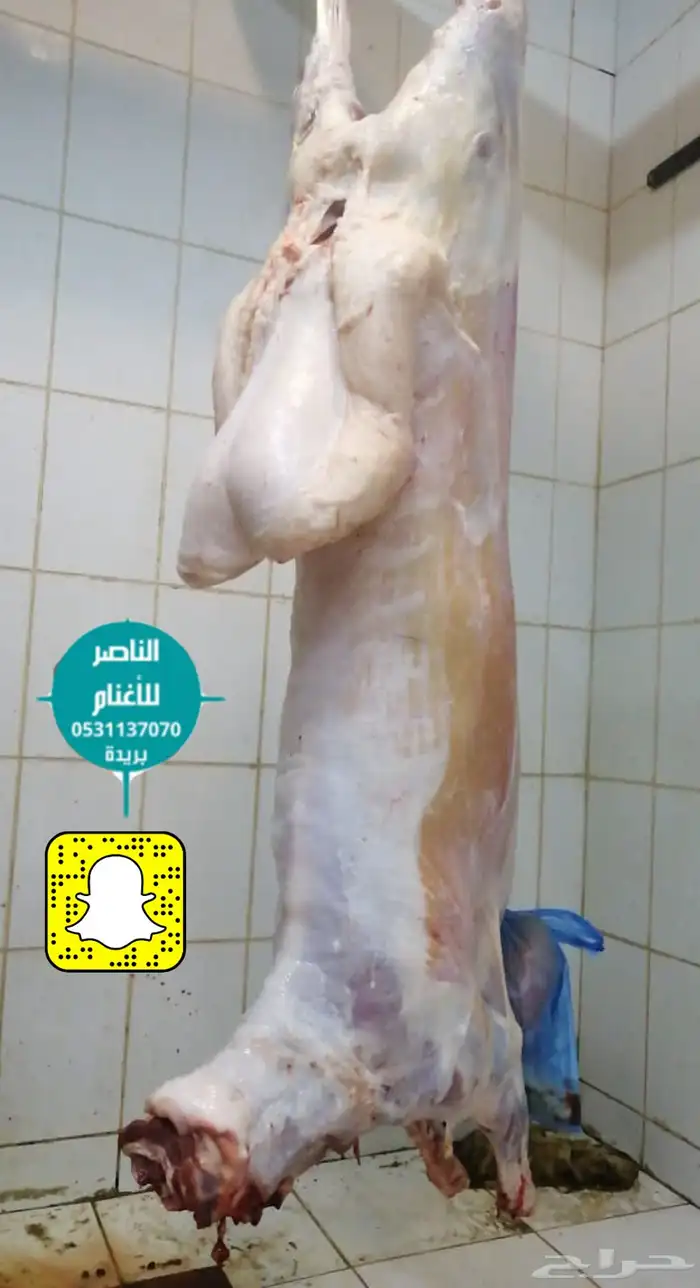 ذبيحتك واصلتك لباب البيت نعيمي و حري 2