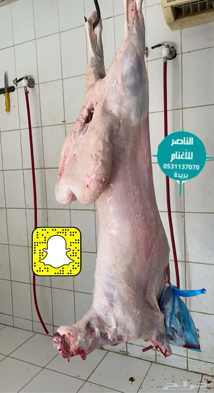 ذبيحتك لباب بيتك نعيمي و حري و سواكني 1