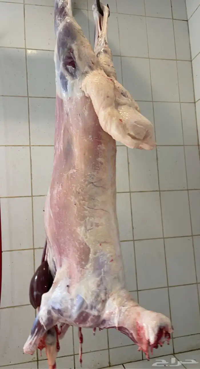 ذبيحتك واصلتك لباب البيت نعيمي و حري 4