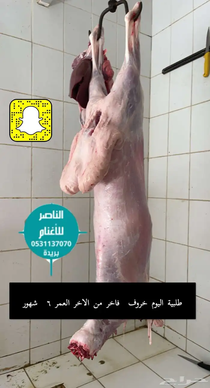 ذبيحتك واصلتك لباب البيت نعيمي و حري 5