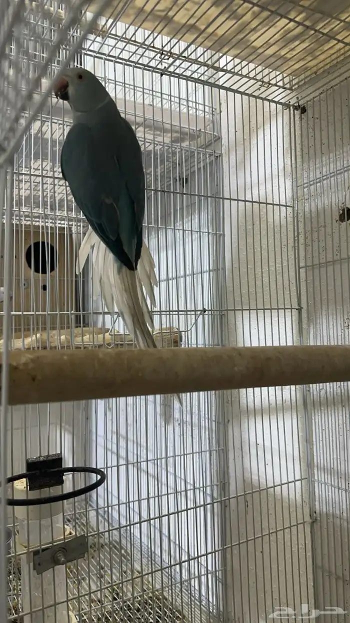 زوج درة كلير تل 3