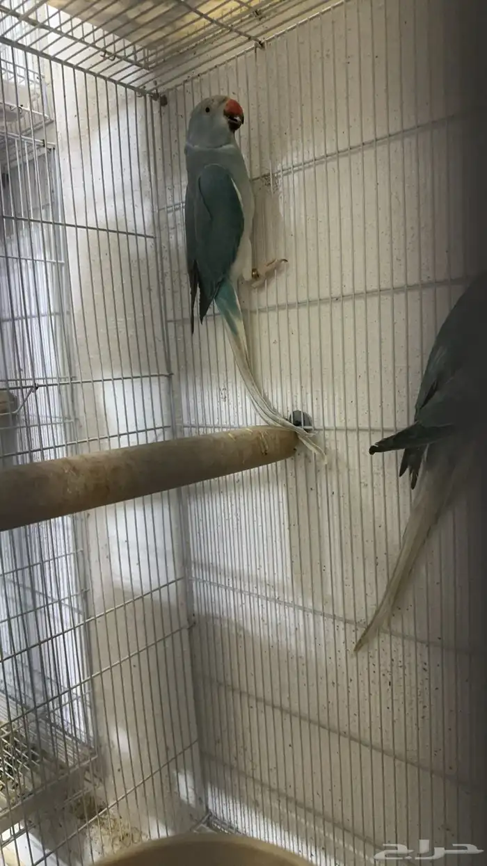 زوج درة كلير تل 7