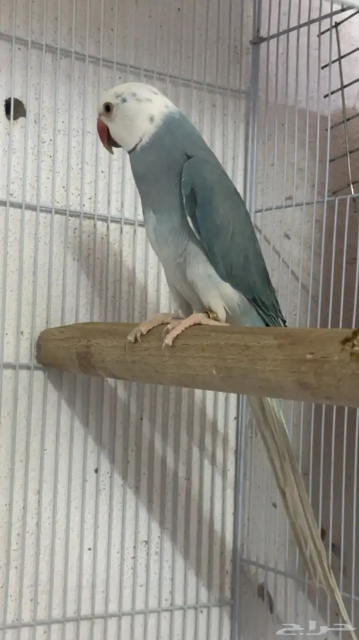 زوج درة كلير تل 12