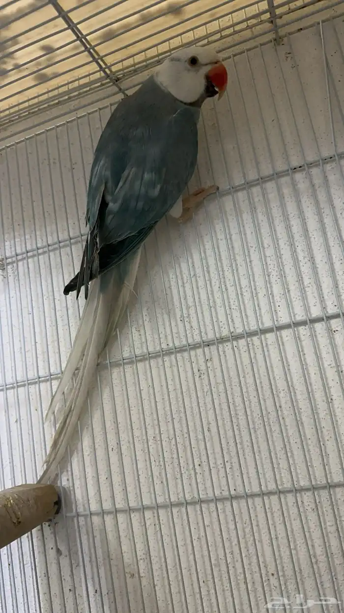 زوج درة كلير تل 13