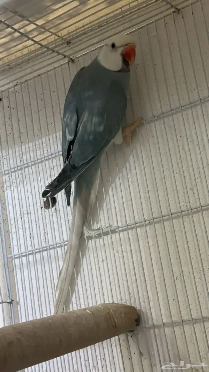 زوج درة كلير تل 11