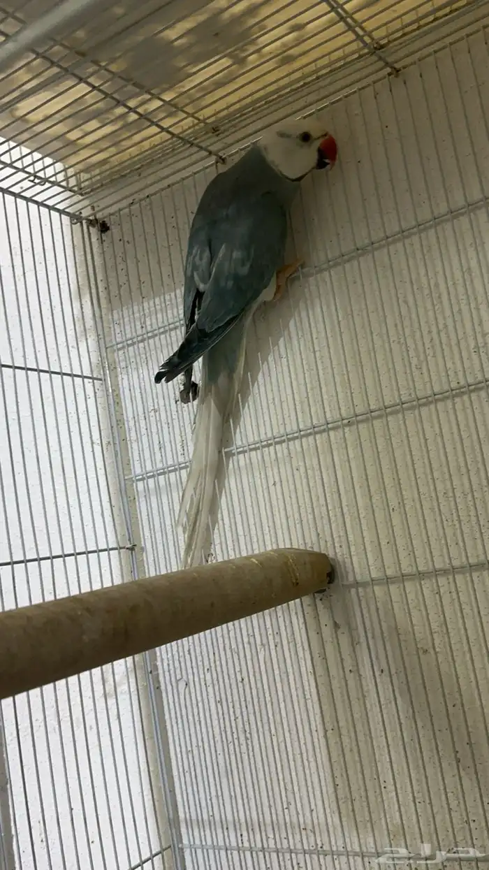 زوج درة كلير تل 10