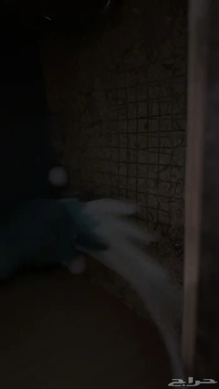 زوج درة كلير تل 8