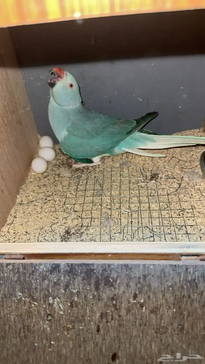 زوج درة كلير تل 0