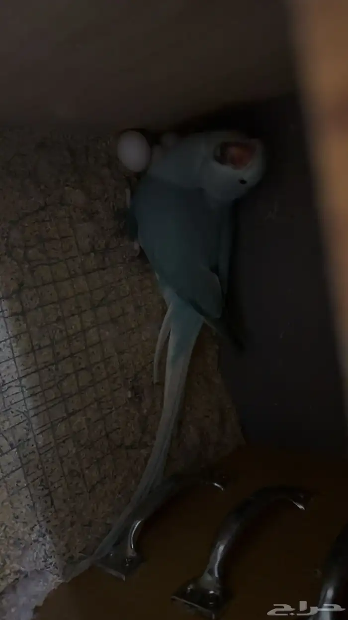 زوج درة كلير تل 4