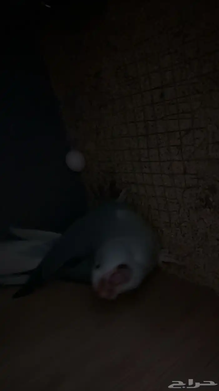 زوج درة كلير تل 5