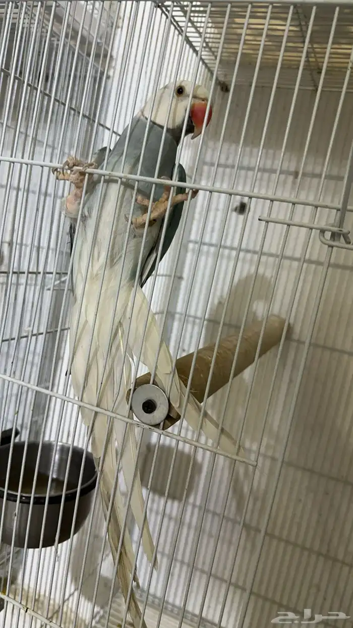 زوج درة كلير تل 1