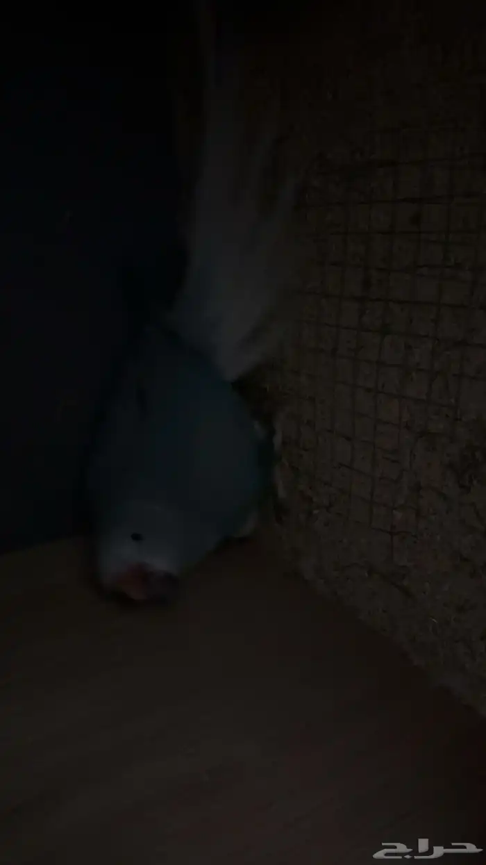 زوج درة كلير تل 9