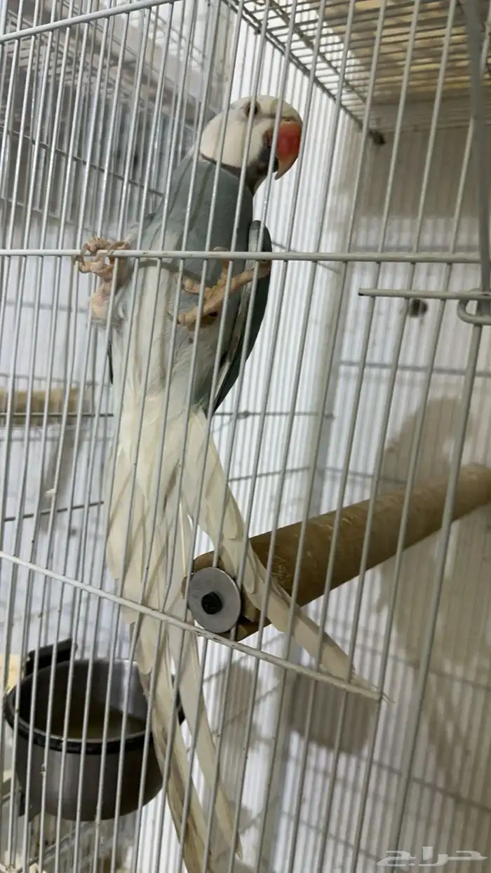 زوج درة كلير تل 2