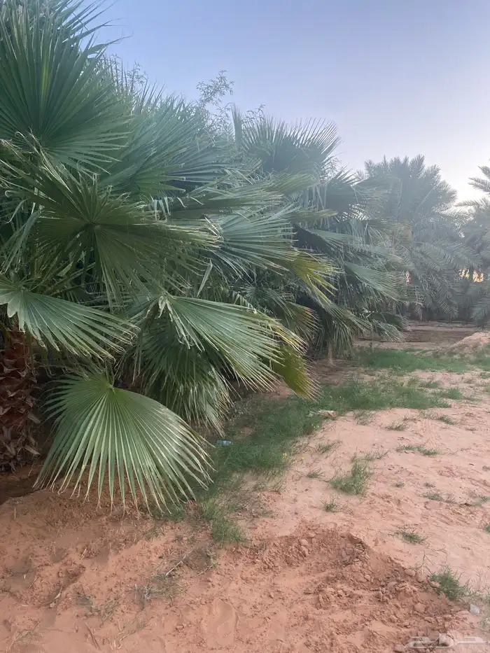 نخل واشنطني احجام مختلفه 3