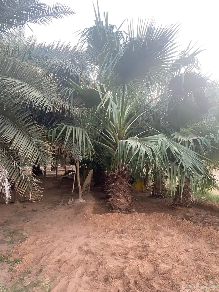 نخل واشنطني احجام مختلفه 2