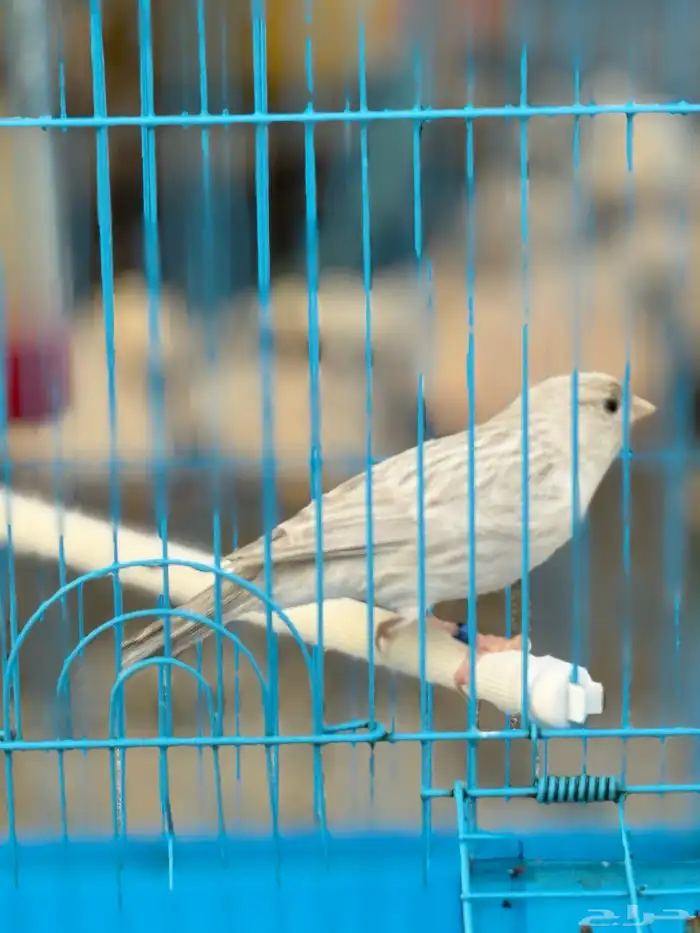 للبيع كناري ذكر وابال تغريد(تم البيع) 0