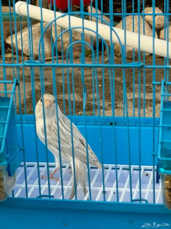للبيع كناري ذكر وابال تغريد(تم البيع) 1