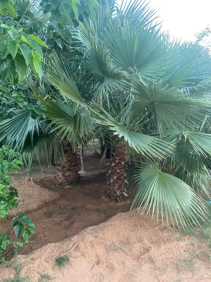 نخل واشنطني احجام مختلفه 4