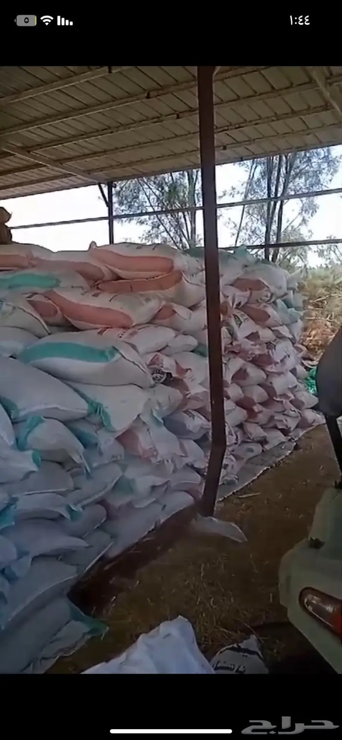 شعير سداسي للبيع للمواشي 0