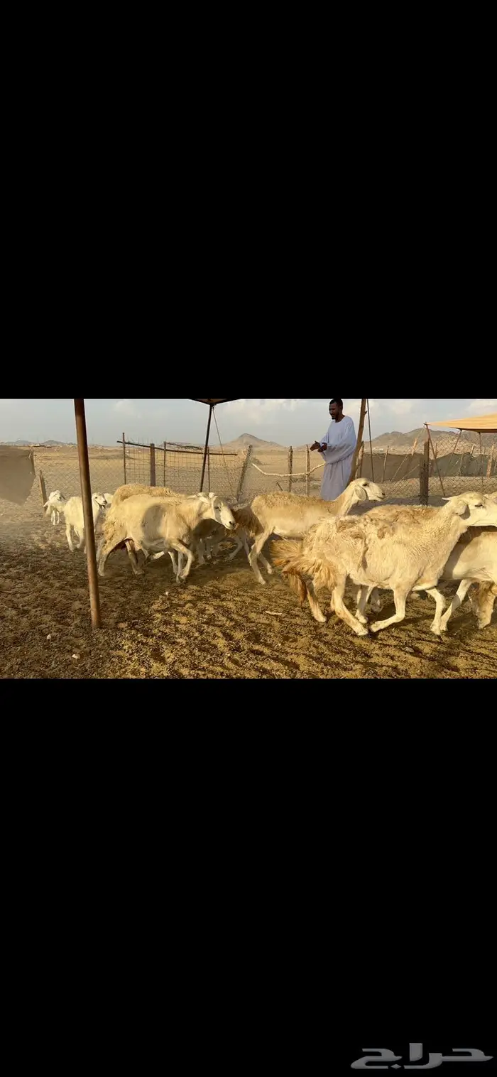 غنم حرية صنف 0