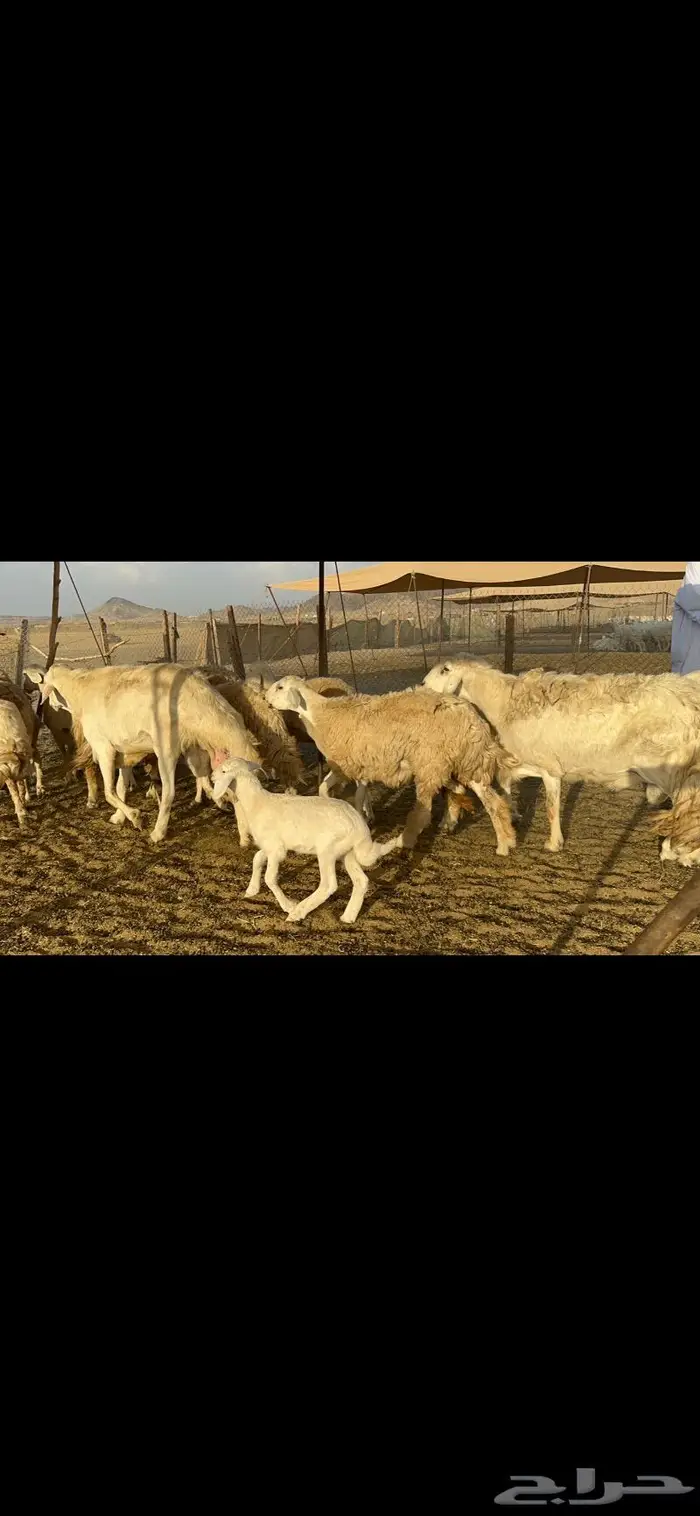 غنم حرية صنف 1