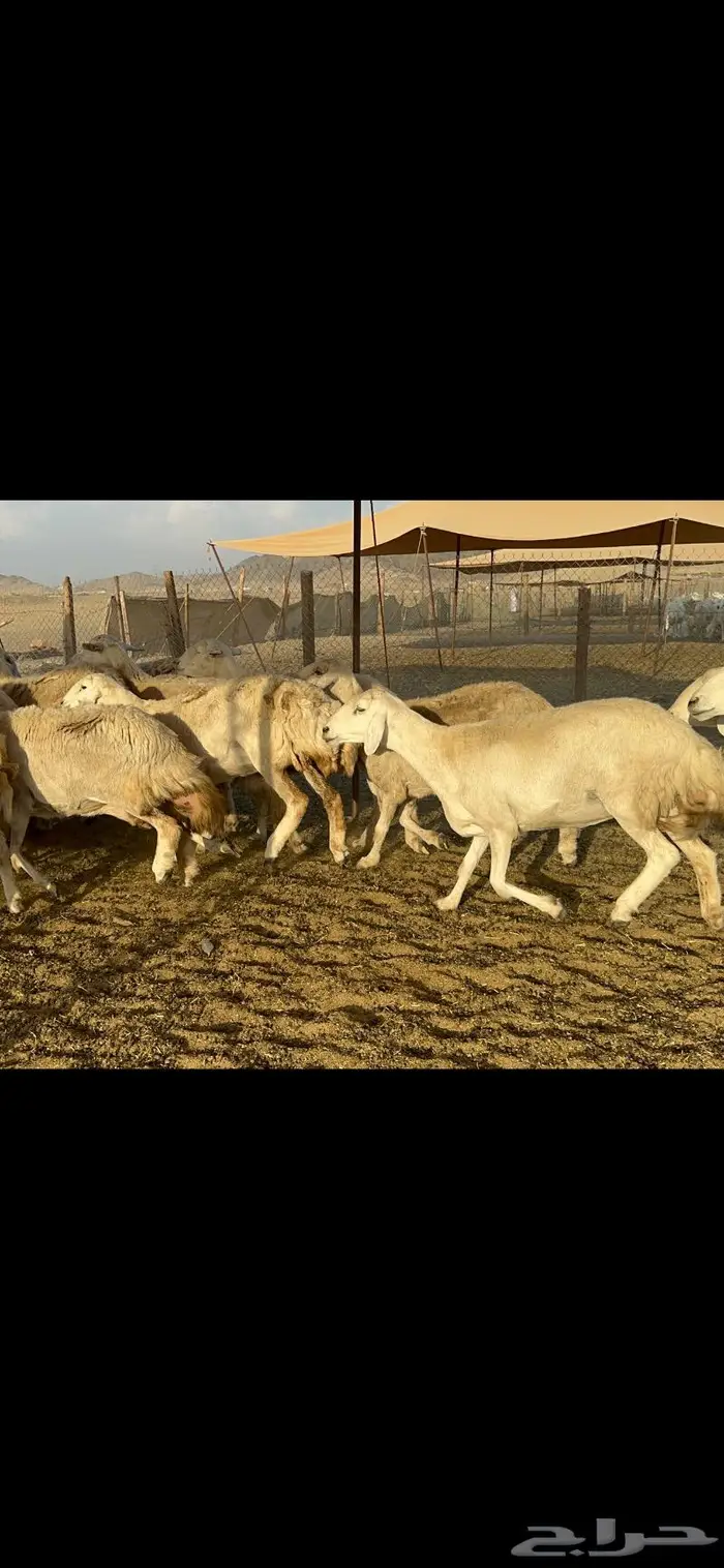 غنم حرية صنف 3