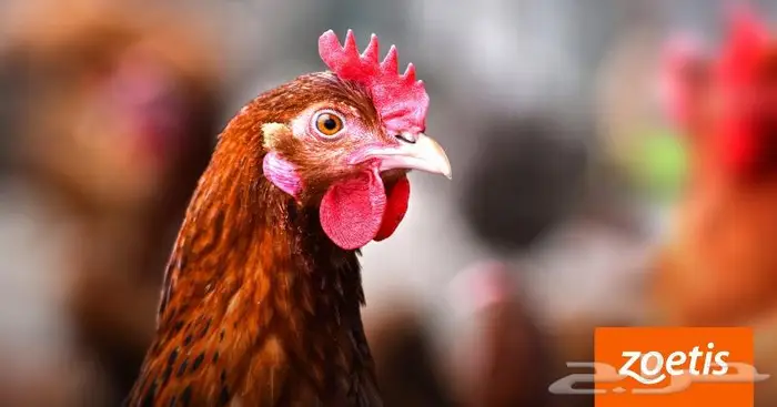 تحصينات دواجن اللقاح الرباعي المطور الأمريكي 4