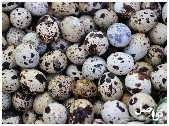 بيض سمان انتاج يومي 40 طبق مخصب شرط 0
