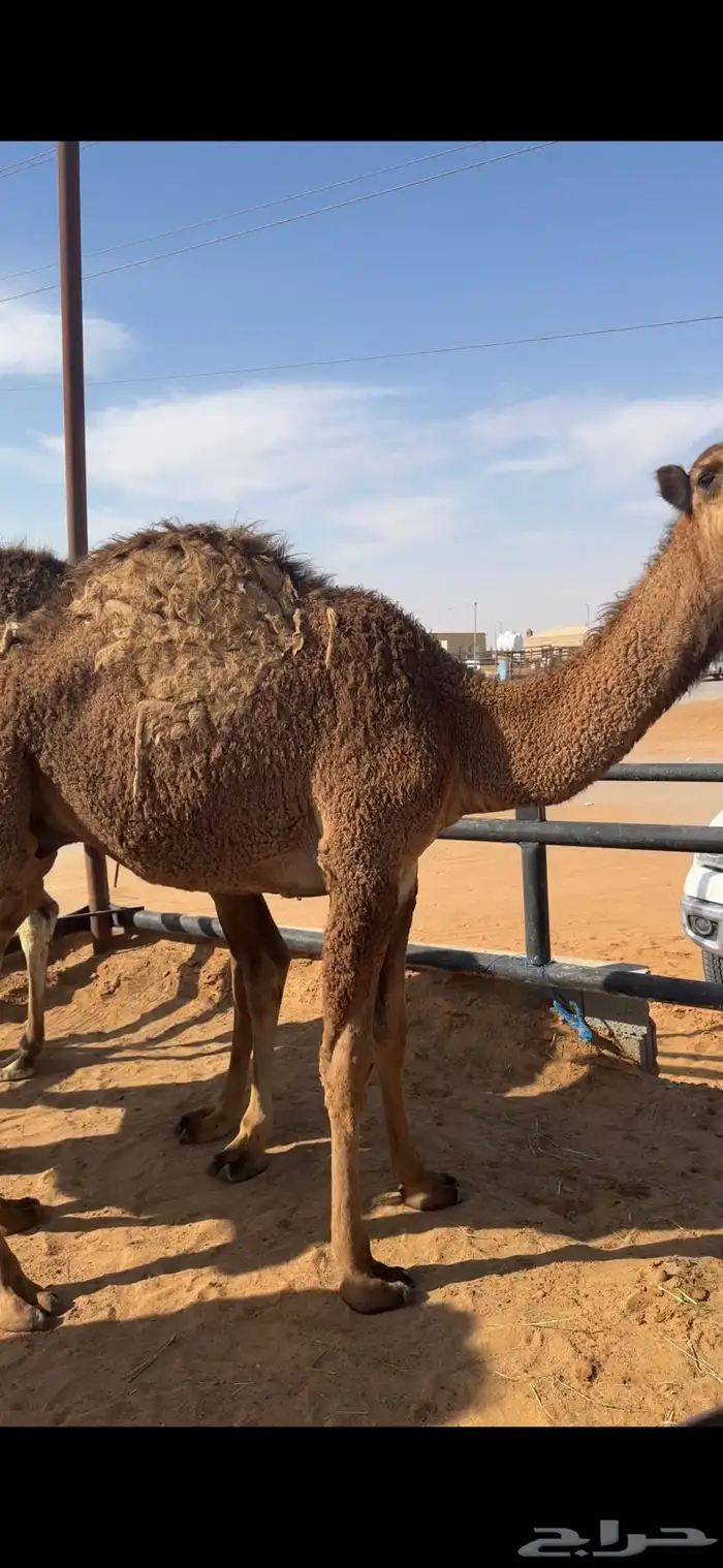 قعدان تسعه وبكره 0