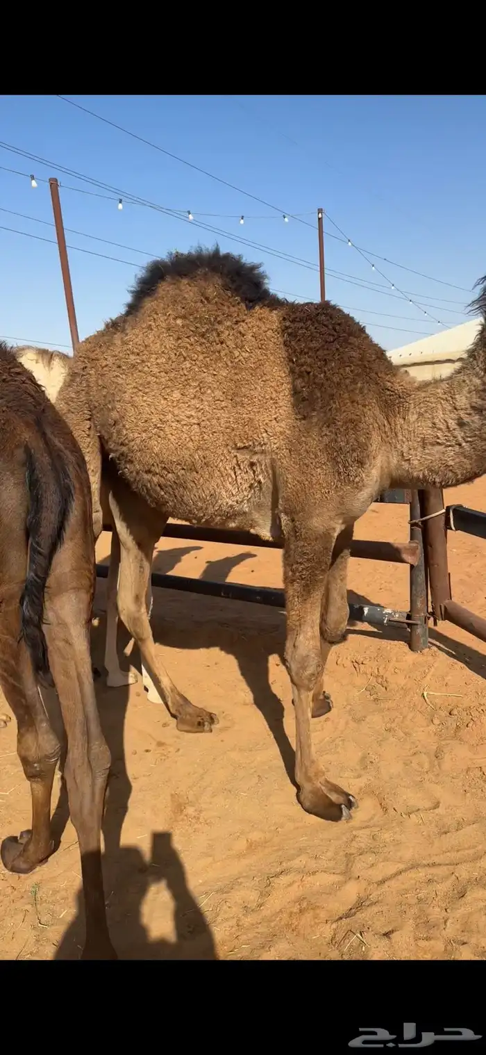 قعدان تسعه وبكره 9