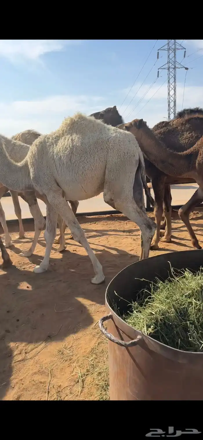 قعدان تسعه وبكره 8