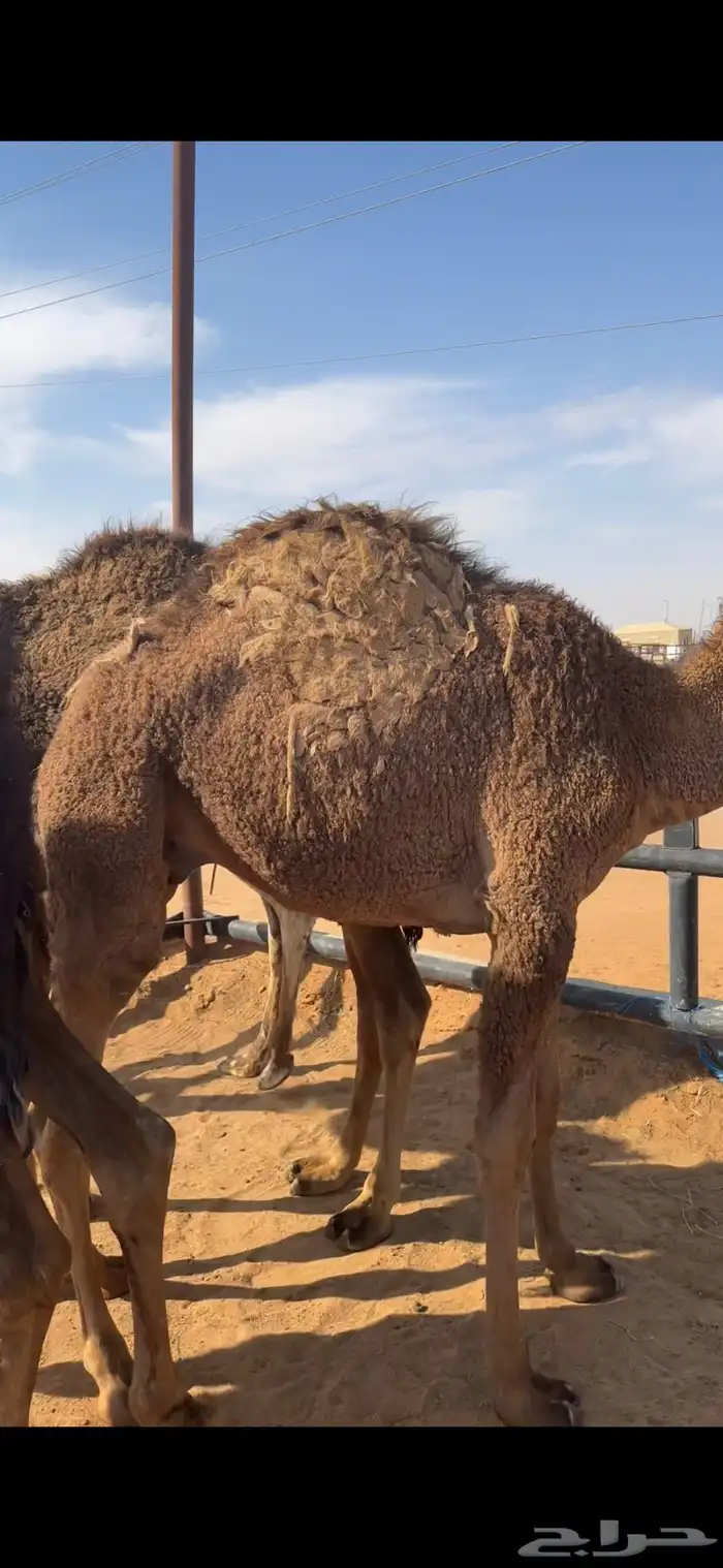 قعدان تسعه وبكره 1