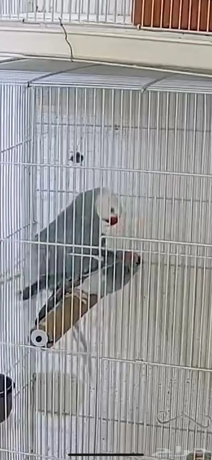 زوج درة كلير تل 15