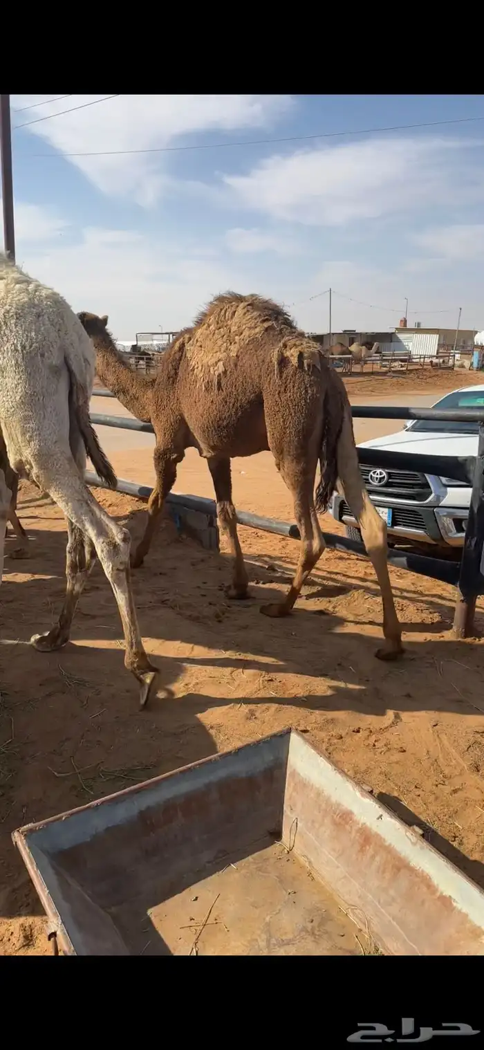 قعدان تسعه وبكره 2