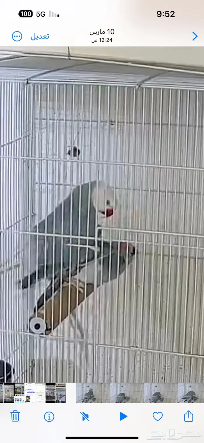 زوج درة كلير تل 14