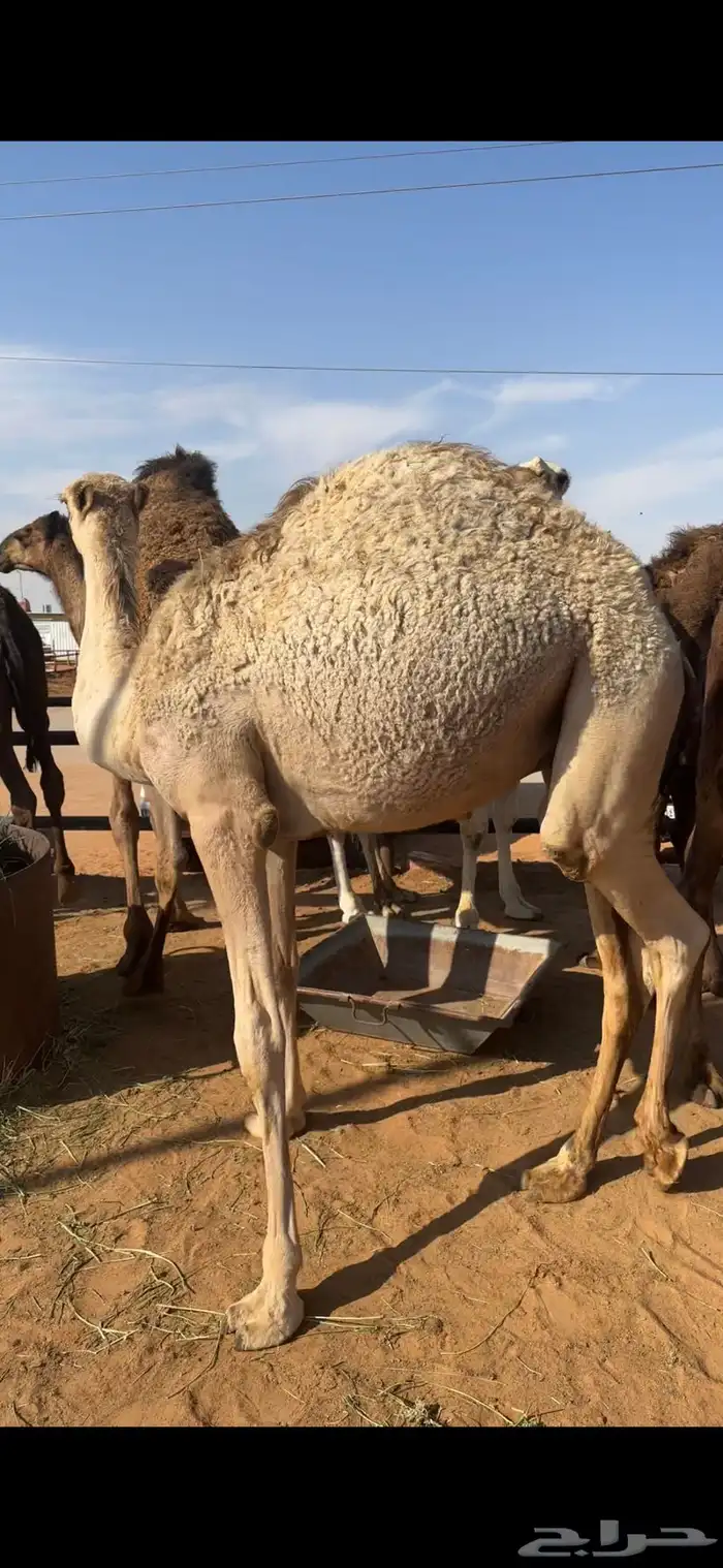 قعدان تسعه وبكره 7