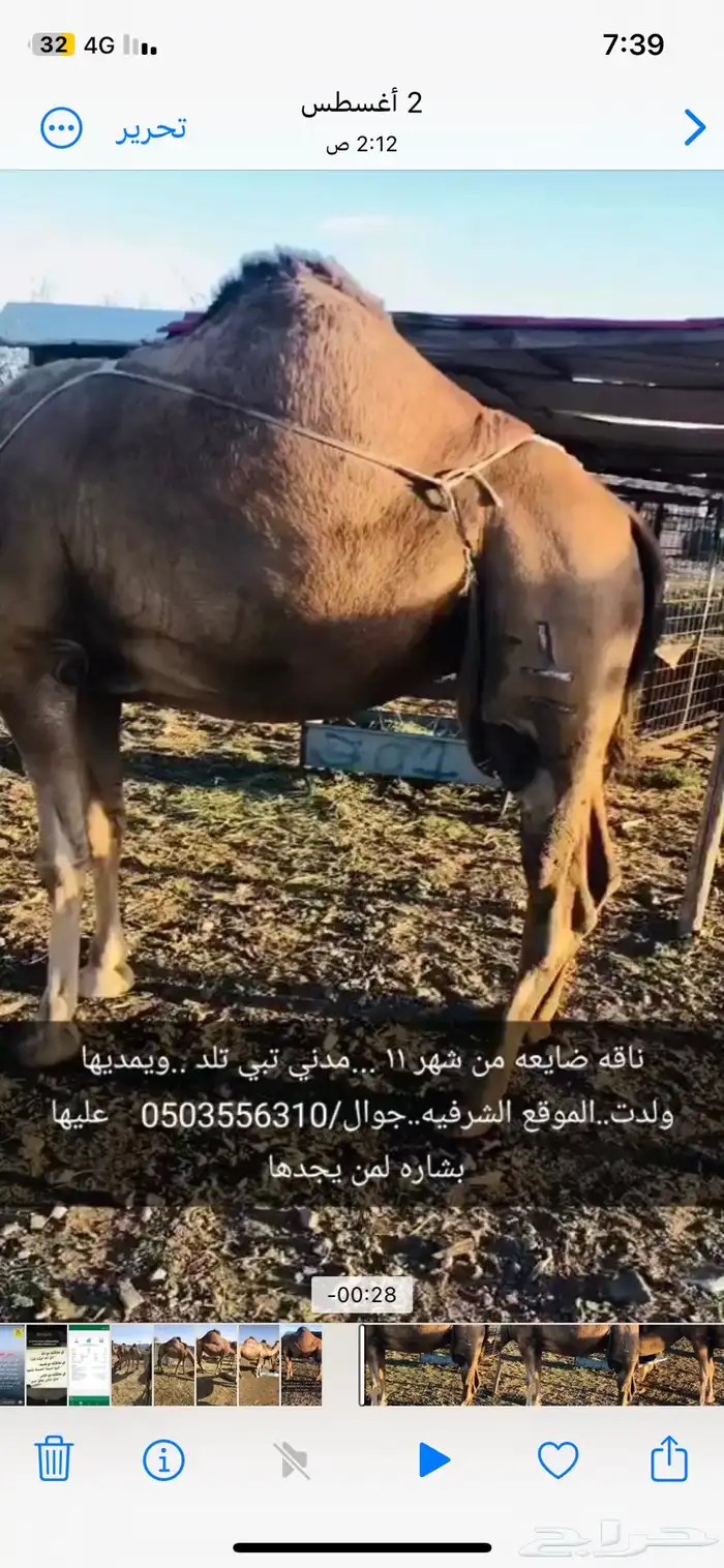 ناقة ضايعة 0
