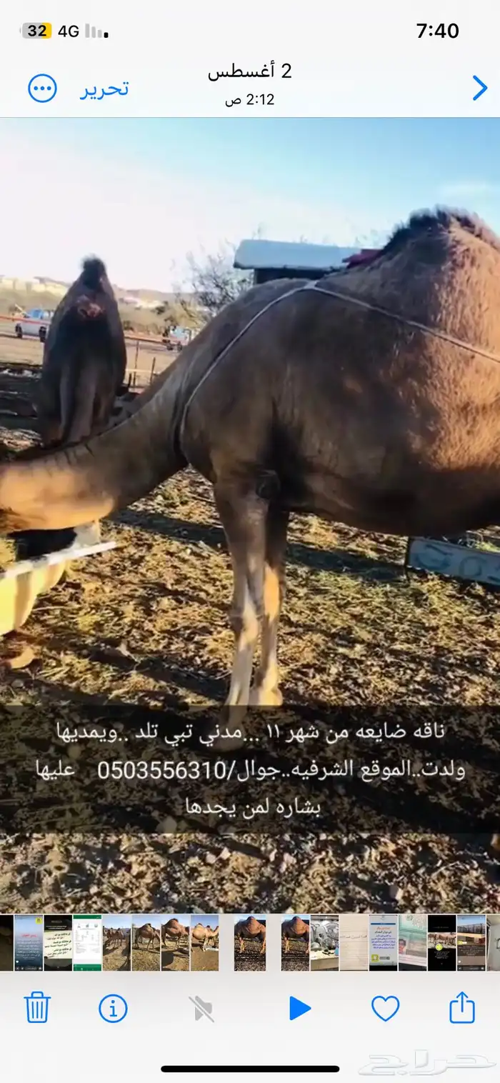 ناقة ضايعة 1
