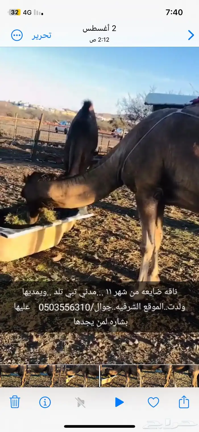 ناقة ضايعة 2