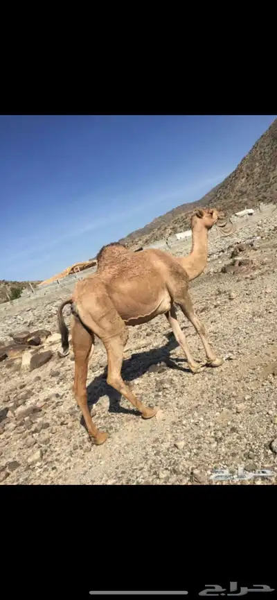 ناقه ضايعه ياهل نعمان الناقه حولكم انشدولي 1