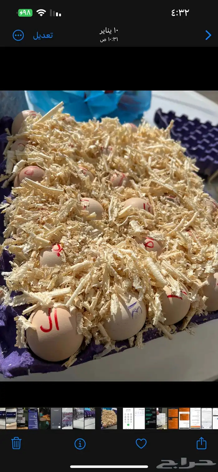 براهماء خارجي اصل (( بيض - صوص )) 30