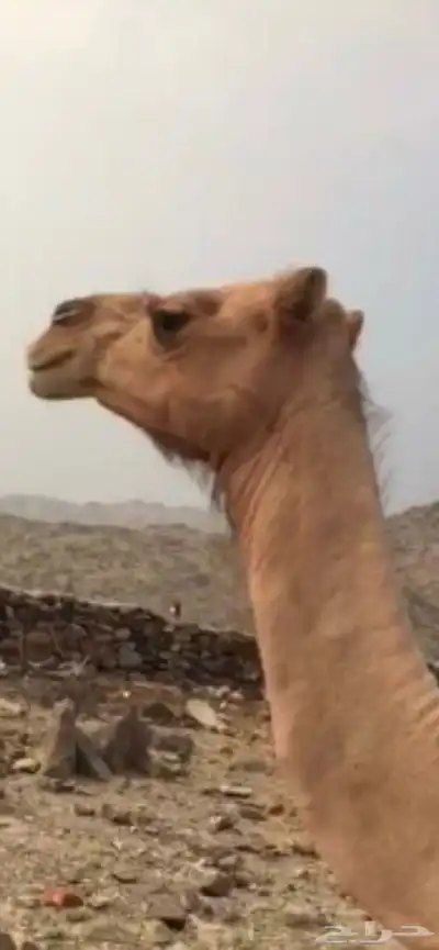 ناقه ضايعه ياهل نعمان الناقه حولكم انشدولي 2
